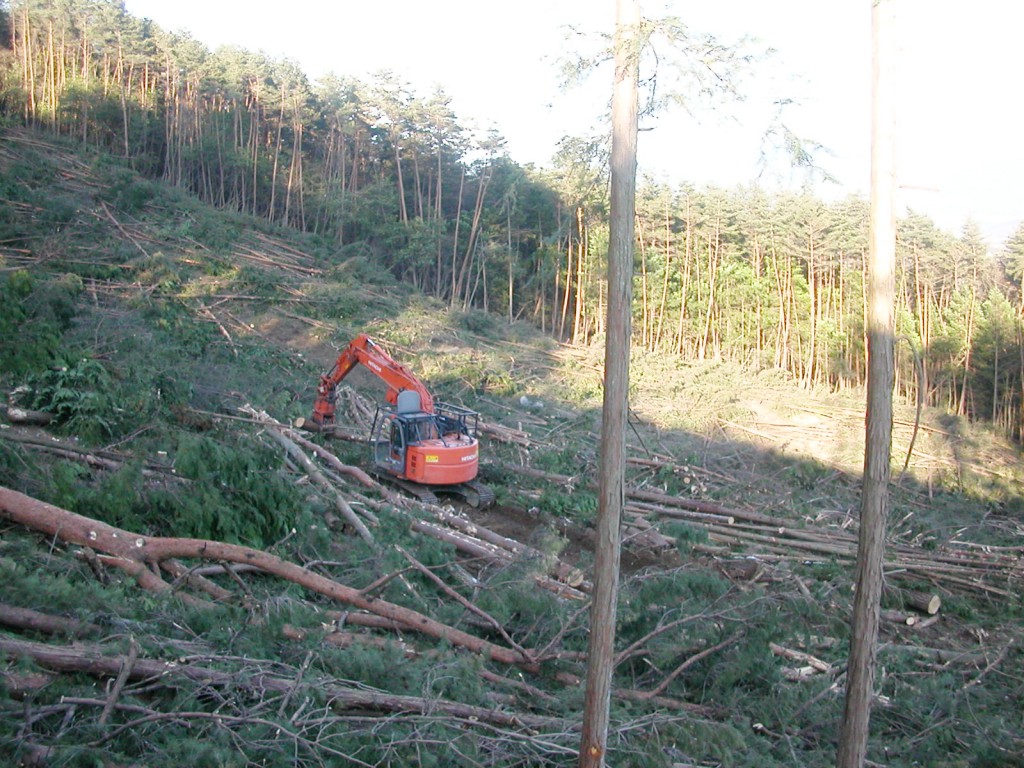 森林整備（樹種転換のための伐出）